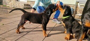 Predam steniatko Rottweilera, rotvajlera, rottvajlera,rotti, - 7