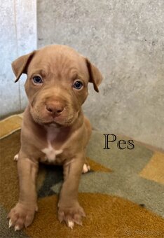 American Bully - 7