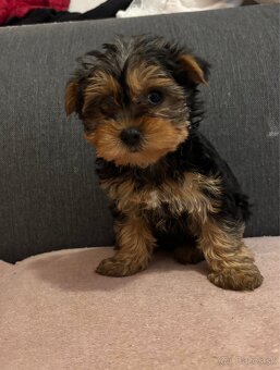 Yorkshire terrier - 7
