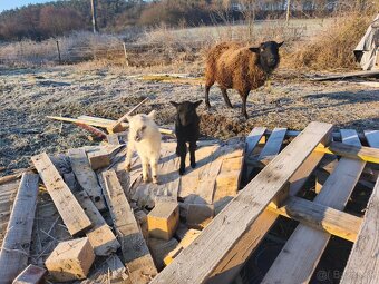 Ouessantské Mini Ovečky // Jahničky - Výmena - 7