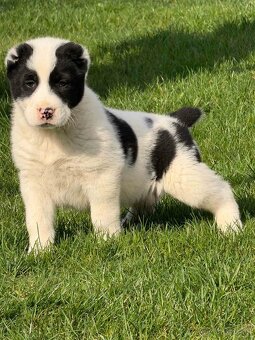 Stredoázijského ovčiaka - 7