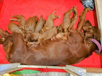 Írsky seter – šteniatka s PP na predaj - 7