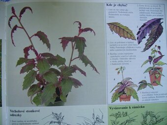 Gynura popínavá - zakorenené odrezky - 7