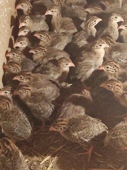 Husokačky, husy, perličky - 7