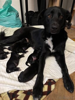 Darujem štaniatka🐾 - 7