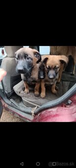 Belgicky ovčiak/cross - 7