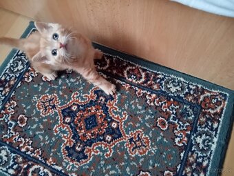 Darujeme mačiatko- hrdzavá mačička - 7