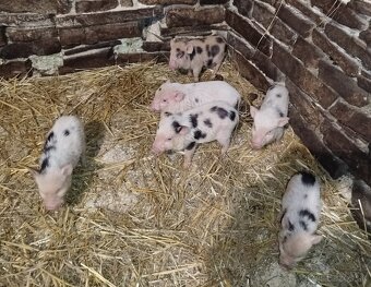 Gottingenské miniprasiatka - 7