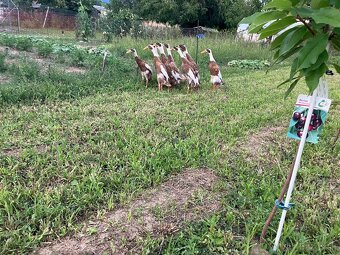 Francúzske barany - 7