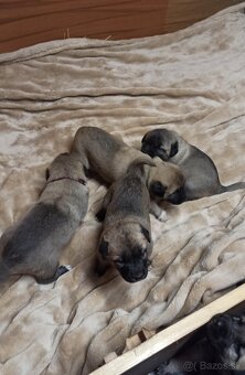 Kangal štěňata - 7