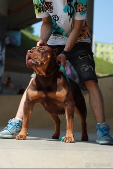 American Bully XL (Pitbull XXL) - 7