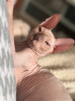 Don sphynx - 7
