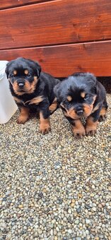Rotvajler, Rottweiler s PP - 7