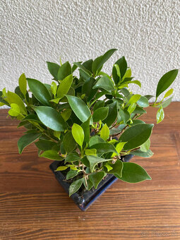 Fikus Ficus Retusa bonsaj4 - 7