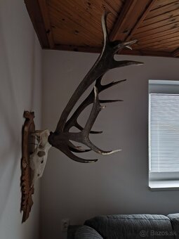 Trofej,parohy,parozie - 7