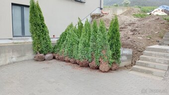 Tuja Smaragd, vavrínovec, červienka - Námestovo - 7