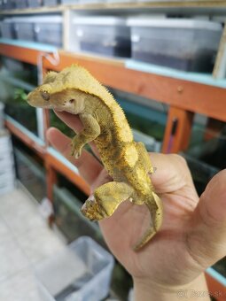 Pagekon riasnaty - 7