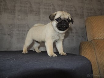 MOPS s PP. - 7