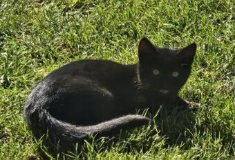 Darujem mačiatko - 7