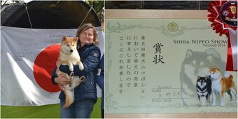 Shiba inu s PP /FCI / - 7