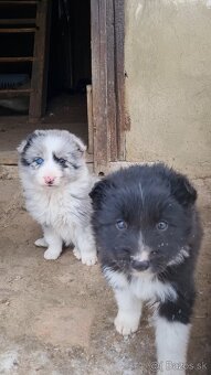 Steniatka border kolia - 7