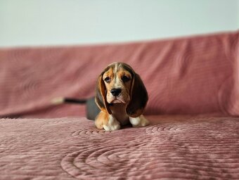 BEAGLE - bigl, beautiful puppies ZKwP/ FCI - 7