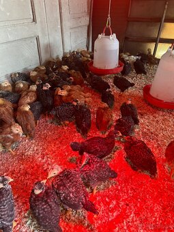 predám kurčatá - 7