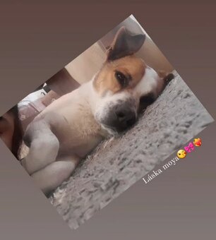 Darujem psíka Jack Russell teriér kríženec z stafordom - 7