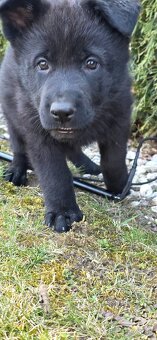 Predám nemecký ovčiak šteniatka s PP - 7