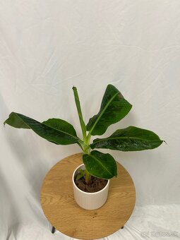 Musa Tropicana-Banánovník - 7