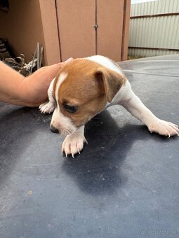 Jack Russel Terrier - 7