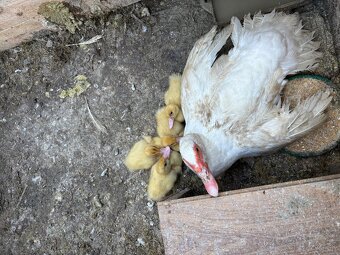 Pižmove kačice - 7