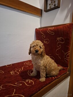 Pudel pudlik - 7