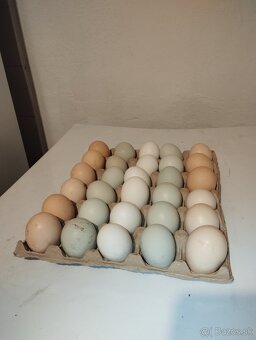 Násadové vajcia - 7