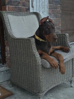 Doberman šteniatka - 7
