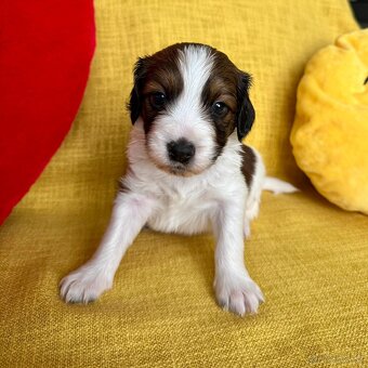 Šteniatka Kooikerhondje – Holandský vábič kačiek - 7