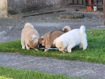 Akita Inu - 7