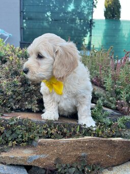 Maltipoo - šteniatko (fenka) - 7