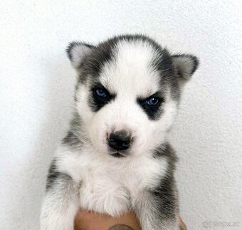 Šteniatka Husky ❤️ - 7