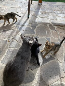 Darujem mačiatka - 7