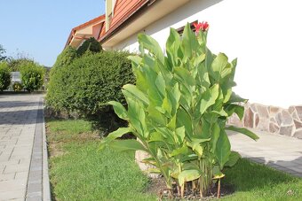 Kana indická - Canna indica - 7