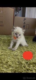 Mačiatka ragdoll - 7