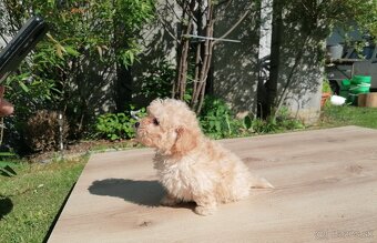 Predám šteniatka maltipoo - 7
