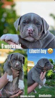 American bully xl s PP - 7