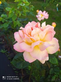 Ruže, rózsa, stromčekové ruže,  rózsafa - 7