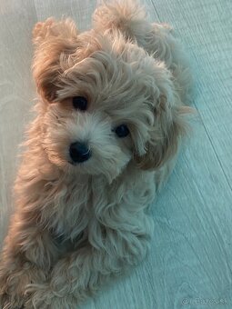 Maltipoo - 7