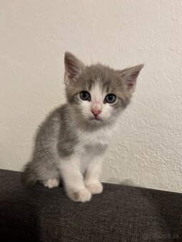 Darujem za veterinárne poplatky - 7