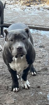 american bully s pp - 7