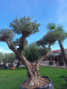 Olivovník Pon-Pon - 7