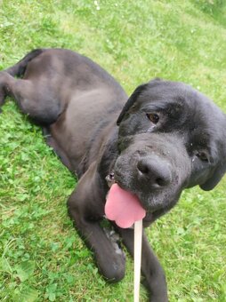 Cane Corso - 7